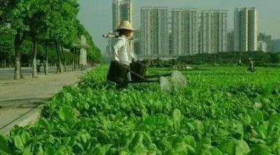 韩俊:农民收入增速连续五年快于城镇居民